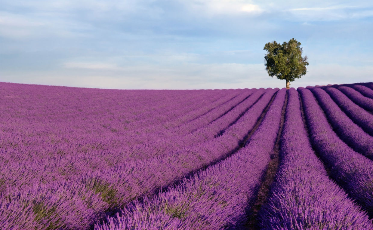 camposdelavanda_provenza