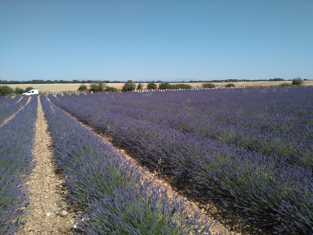 COLMENAS EN CAMPO DE LAVANDA - 1