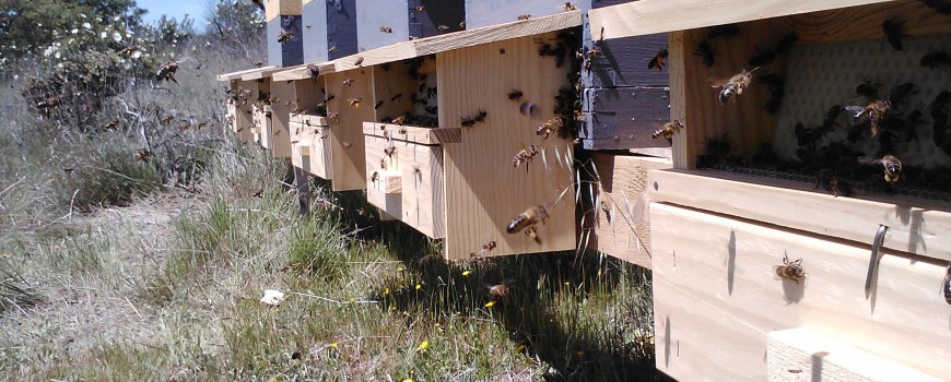 ENTRADA DE ABEJAS CON POLEN – 1