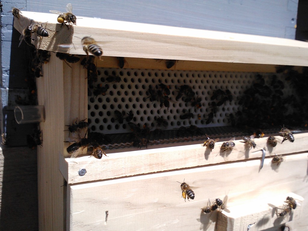 ENTRADA DE ABEJAS CON POLEN - 2