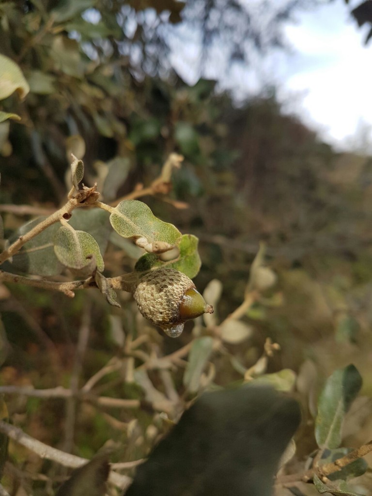 EXUDADO DE BELLOTA (PARA MIEL DE BOSQUE)