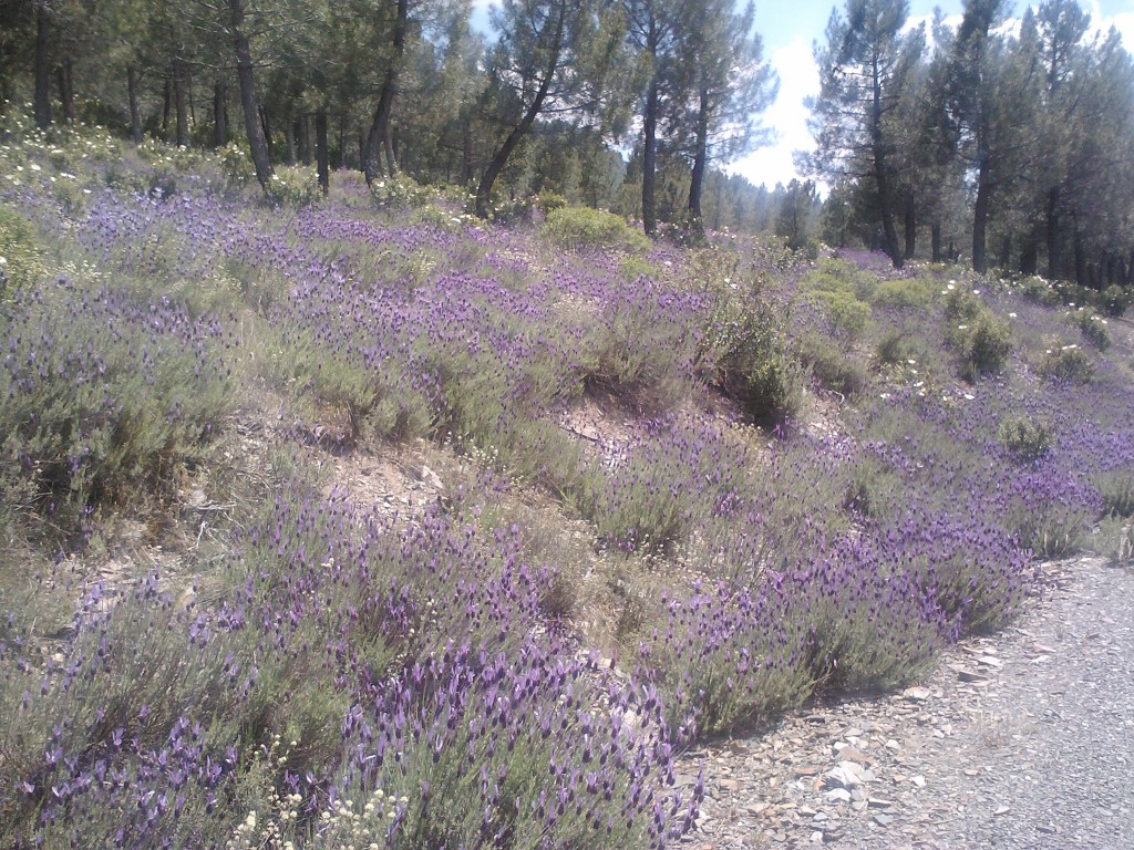 FLORACIÓN DE CANTUESO